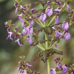 Pedicularis gracilis